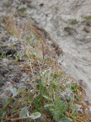 Festuca richardsonii