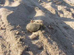 Trachemys venusta cataspila