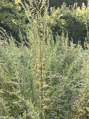 Artemisia vulgaris