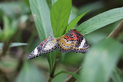 Cethosia cyane