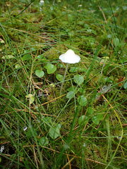 Mycena filopes