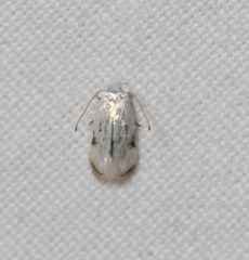 Opostegidae