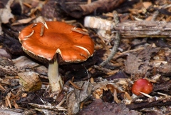Leratiomyces ceres