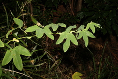 Passiflora subpeltata