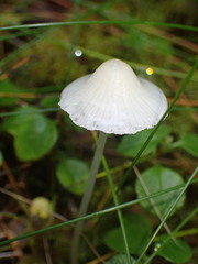 Mycena filopes
