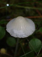 Mycena filopes