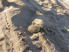 Trachemys venusta cataspila