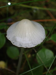 Mycena filopes