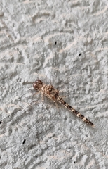 Bradinopyga geminata