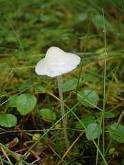 Mycena filopes