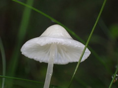Mycena filopes