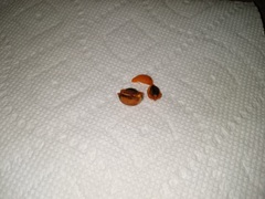 Triosteum aurantiacum