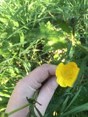 Ranunculus lappaceus