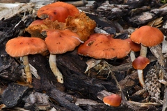 Leratiomyces ceres