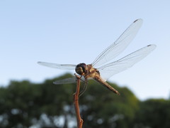 Tramea cophysa