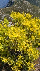 Leucadendron eucalyptifolium