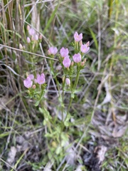 Centaurium