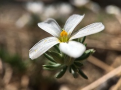 Leptosiphon melingii