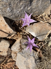 Colchicum variegatum