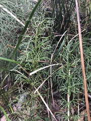 Lycopodium deuterodensum