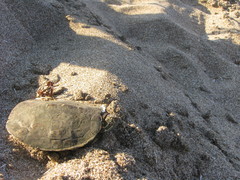 Trachemys venusta cataspila
