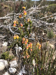 Hermannia concinnifolia