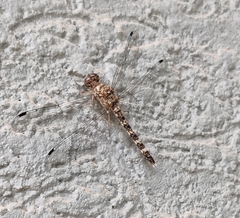 Bradinopyga geminata