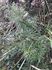 Lycopodium deuterodensum