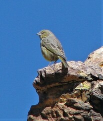 Sicalis olivascens