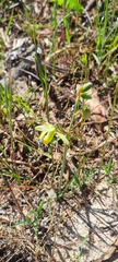 Albuca cooperi