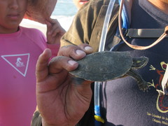 Trachemys venusta cataspila