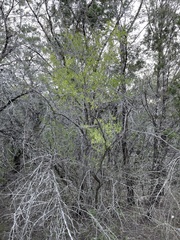 Forestiera pubescens