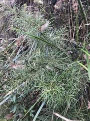 Lycopodium deuterodensum