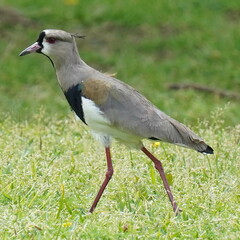 Vanellus chilensis