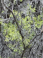 Forestiera pubescens