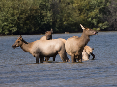 Cervus canadensis canadensis
