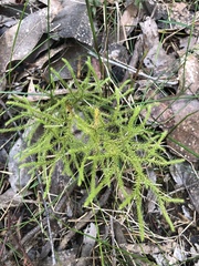 Lycopodium deuterodensum