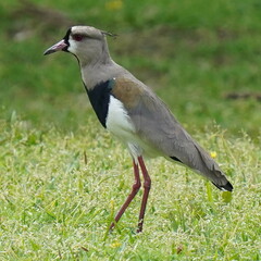Vanellus chilensis