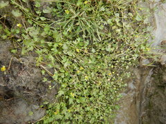 Ranunculus hyperboreus