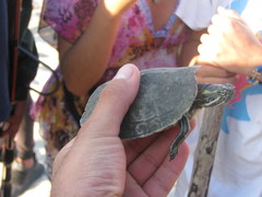 Trachemys venusta cataspila