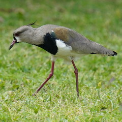 Vanellus chilensis