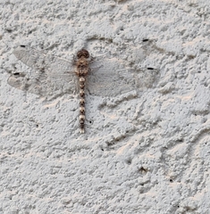 Bradinopyga geminata