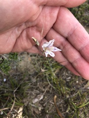 Gladiolus permeabilis