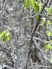 Forestiera pubescens