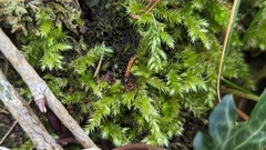 Pseudisothecium myosuroides