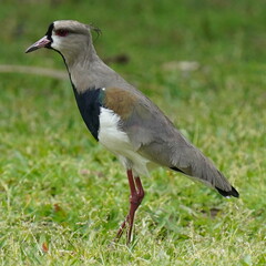 Vanellus chilensis