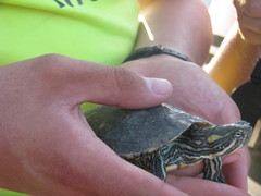 Trachemys venusta cataspila
