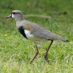 Vanellus chilensis