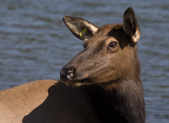 Cervus canadensis canadensis
