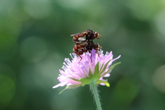 Sicus ferrugineus